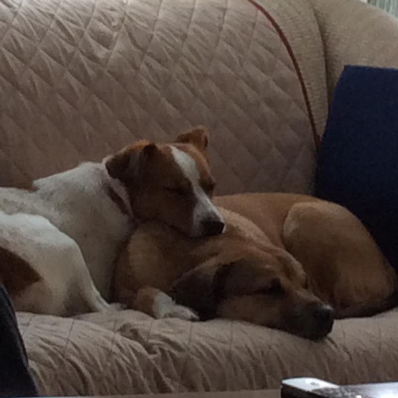 Happy dogs!
