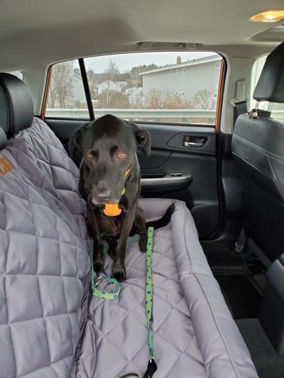 Dog Car Seat Covers  Cyberpetnion – cyberpetnion