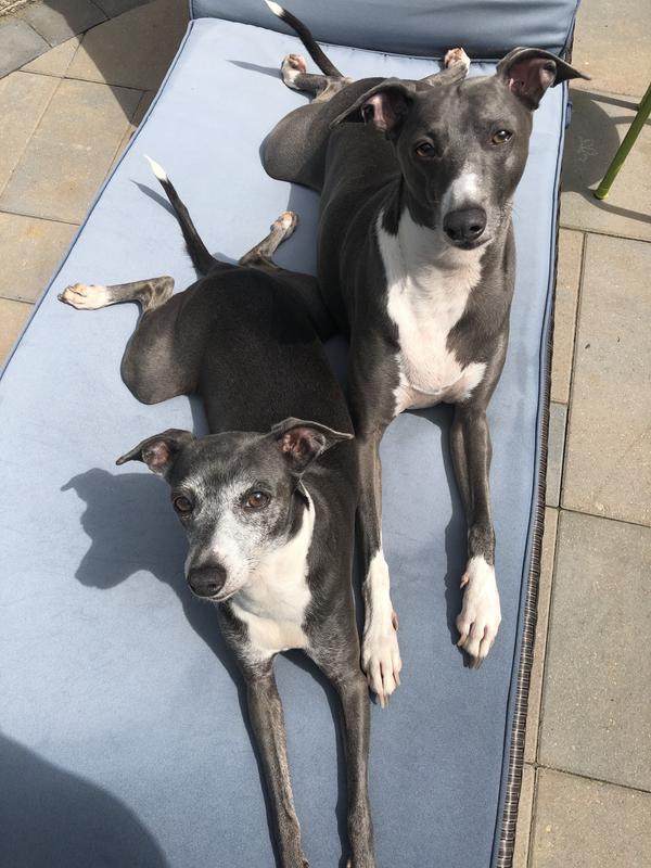 italian-greyhound-picky-eater-ppgbbe-intranet-biologia-ufrj-br