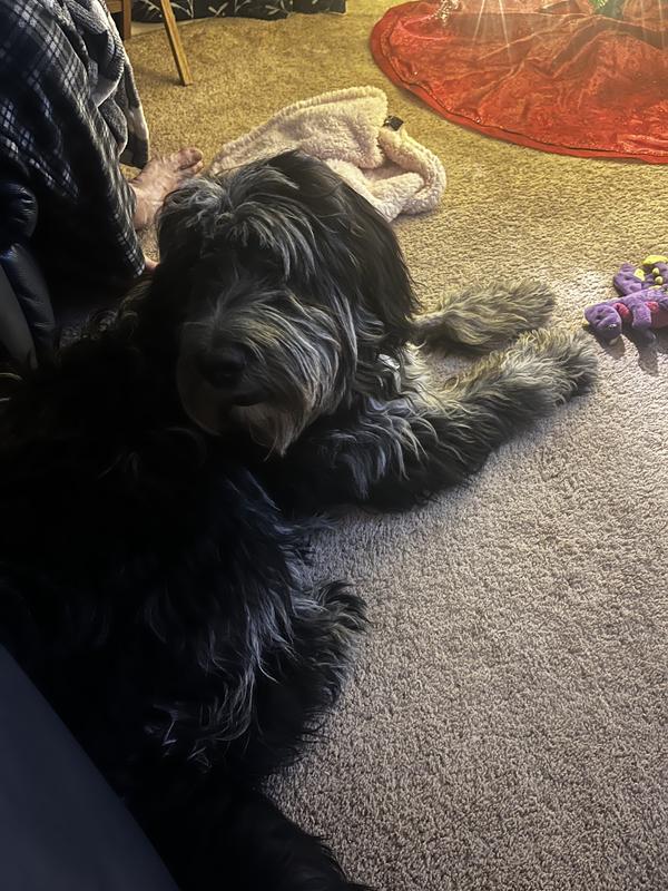 SAFARI DeMatting Dog Comb