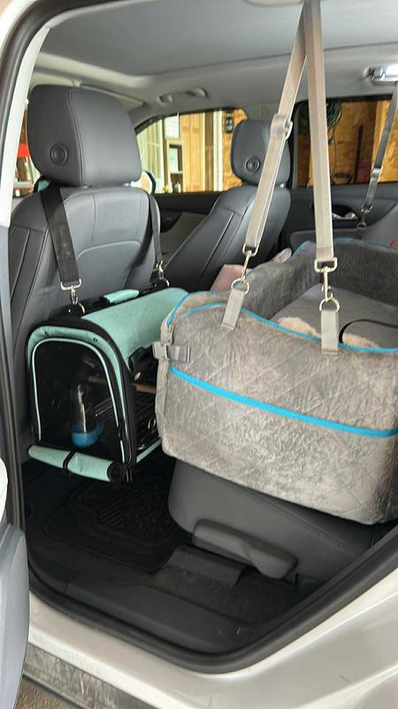 Moving is for the birds!