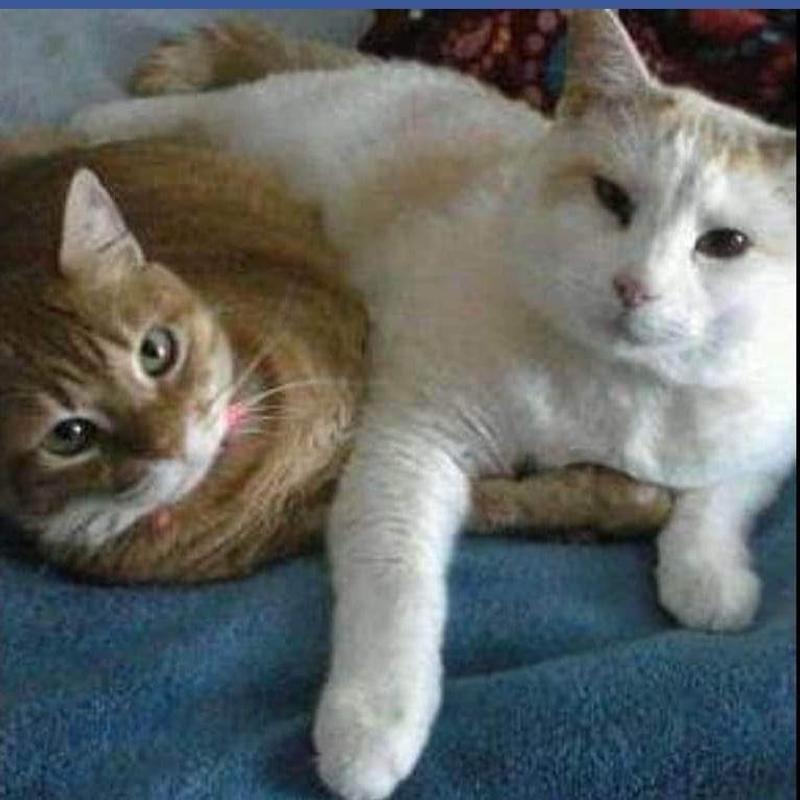 FANCY FEAST Grilled Tuna Feast in Gravy Canned Cat Food, 3oz, case of