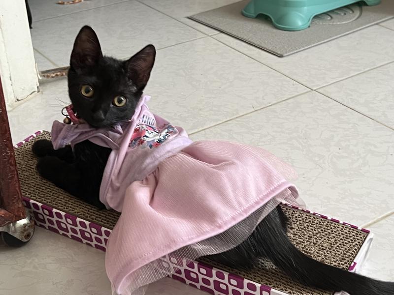 This is my kitten with a size XS. The dress is not cheap material, is cute and almost importantly stretch. For it is easy to put on and take off my pet.
