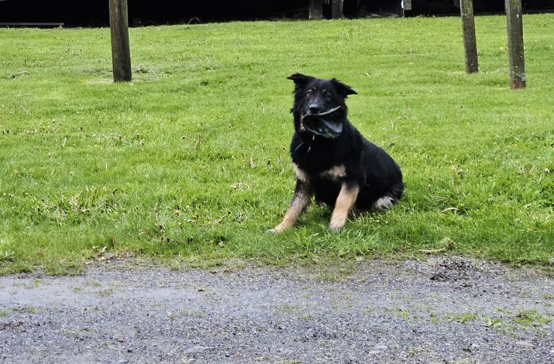 Mouth full of frisbee
