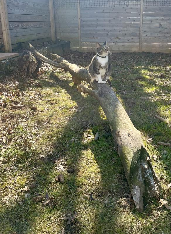 Birdie ruling the yard.