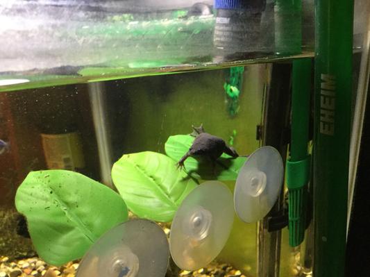 Betta leaf outlet hammock review