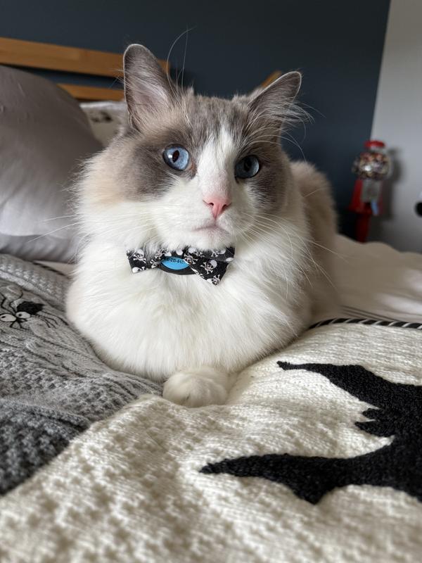 Mr Deedles rocking Halloween bowtie