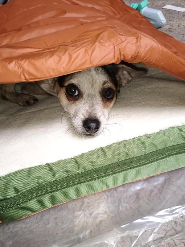 They both love cover dog beds Arty the cat is 20 pounds and still has room in it and Cletus is 13 pounds and still has room I think they both would fit in it together and still be comfy