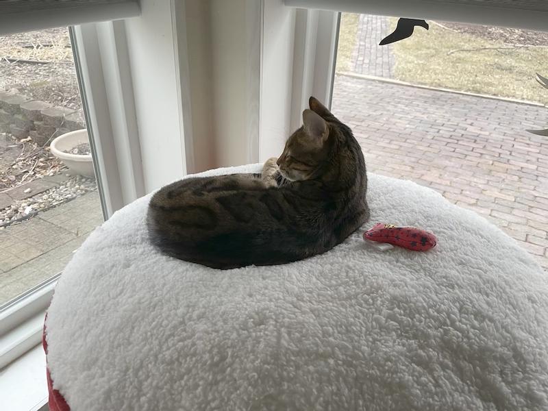 Watching through the windows