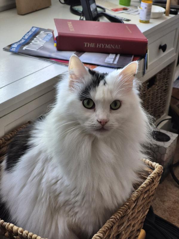 Fluffy is indignant that I gave her this can of food.