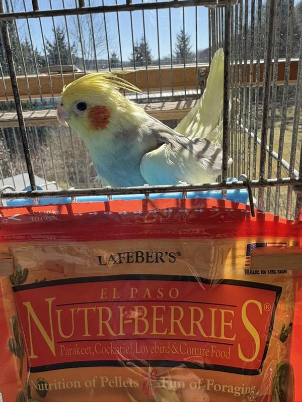 Sunny waiting for his berries.