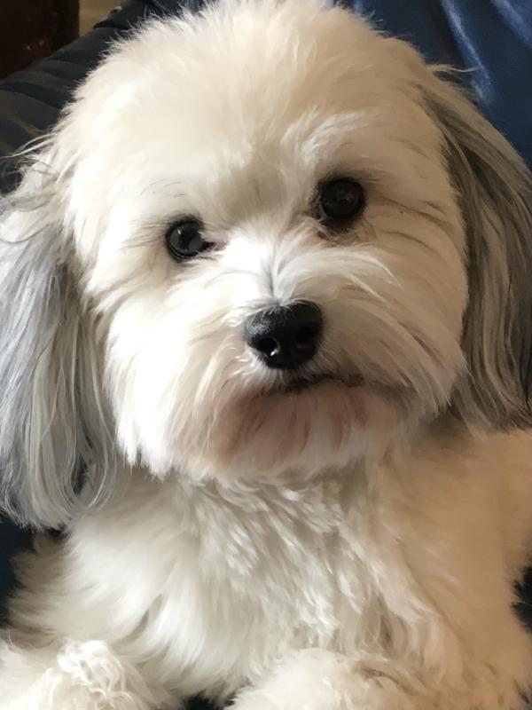 Quincy LOVES  his new food from Chewy