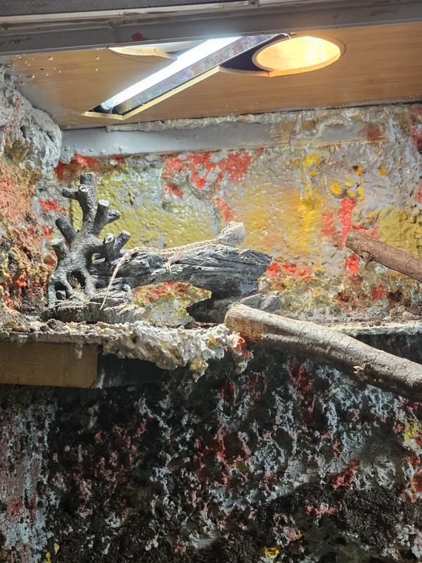 Vochie's basking area