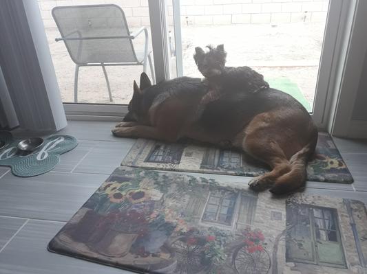 Gipsy & Gitana waiting on next order to arrive