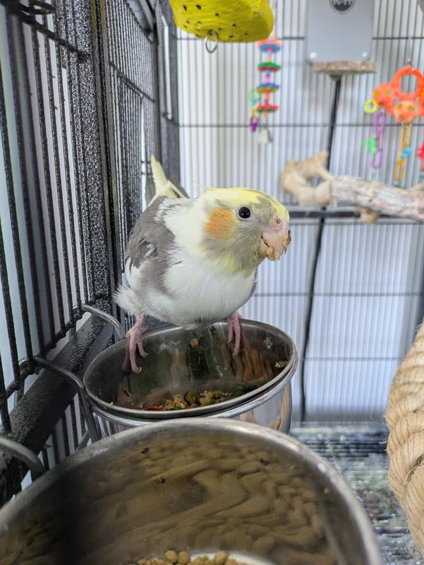 Does leave a messy beak sometimes