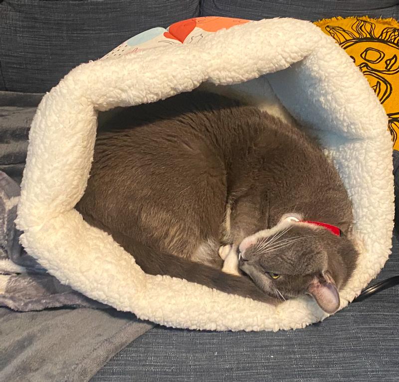 Kitty in his red velvet collar all curled up
