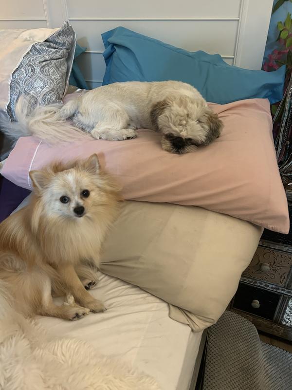Sleepy girls love to lay in mommy‘s bed so mommy can’t make the bed