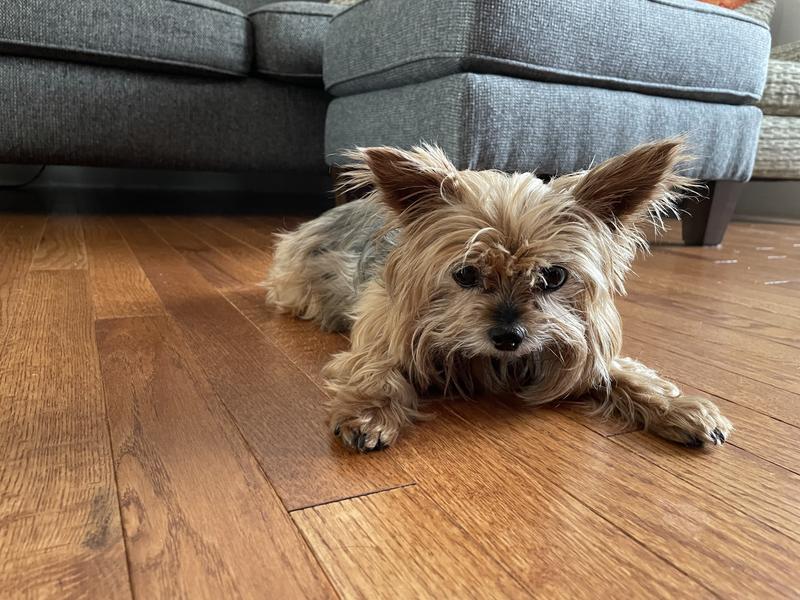 FRESHPET Vital Chicken Recipe GrainFree Small Breed Fresh Dog Food, 1