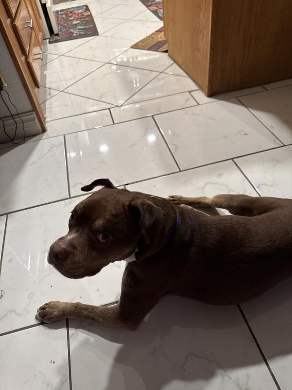 Laying comfortably without licking or biting himself