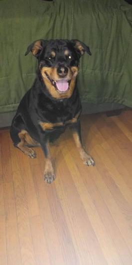 Shaka asking for attention and a walk.