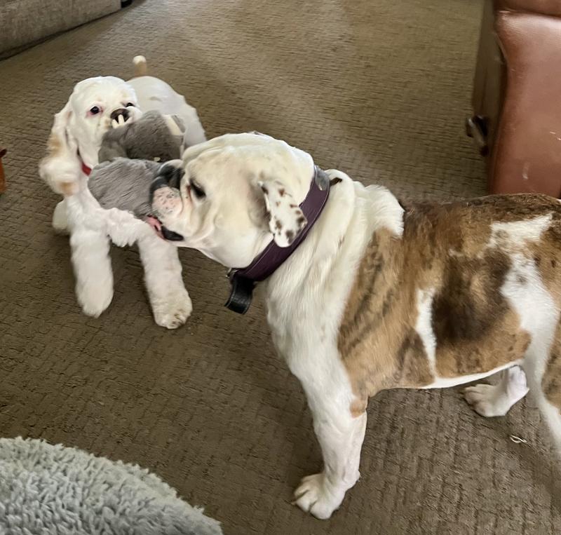 We deserve a cookie, right?