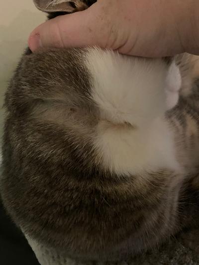Sentry cat flea collar reviews hotsell