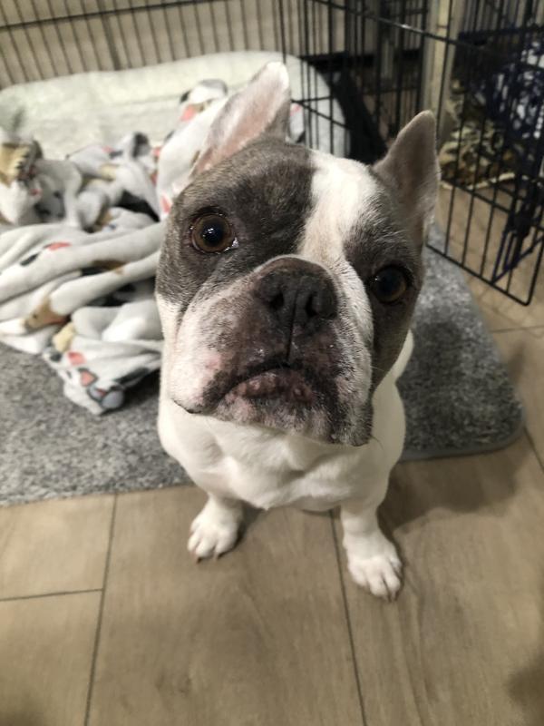 GiGi sitting for a treat.