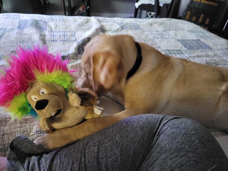 Go Dog Silent Squeak Crazy Hairs – Barkley's Marketplace