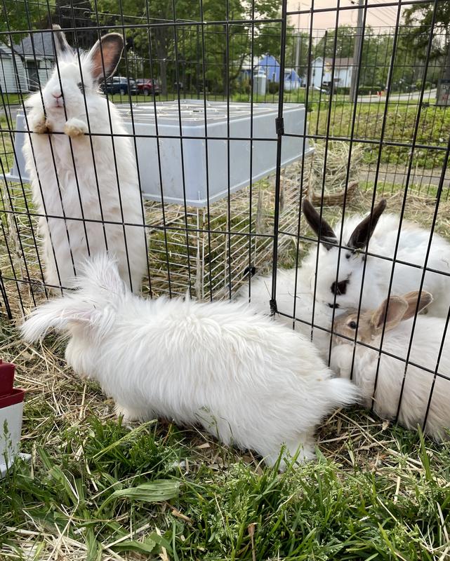 FRISCO Dog & Small Pet Wire Exercise Pen with StepThrough Door, Black