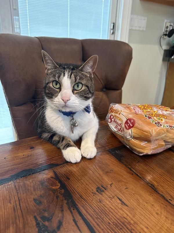 Toby waiting for dinner