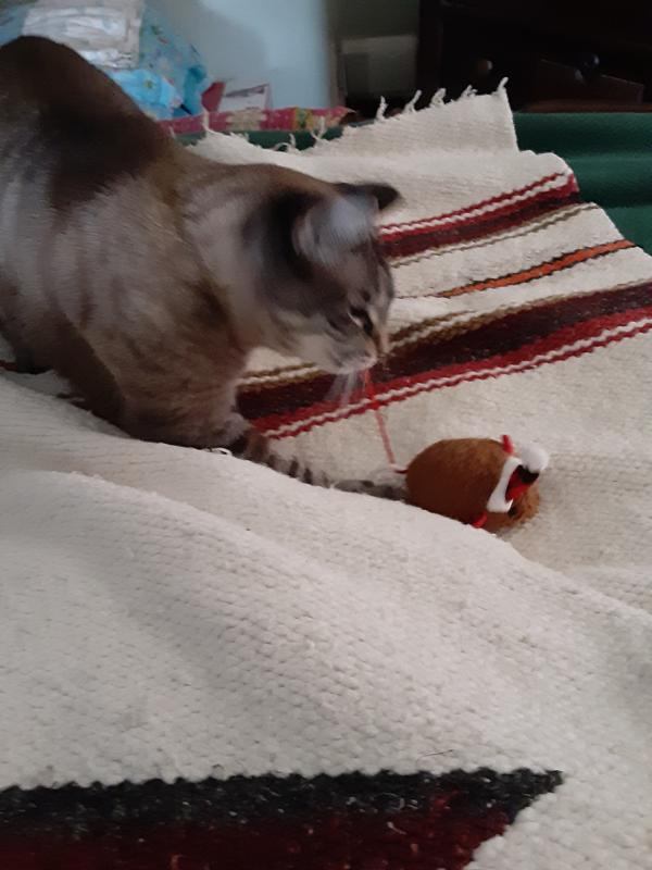 He loves his Frisco Santa Mouse!