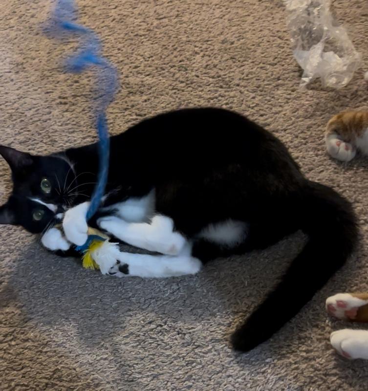 Fidget trying to kill the little fish after a successful catch.