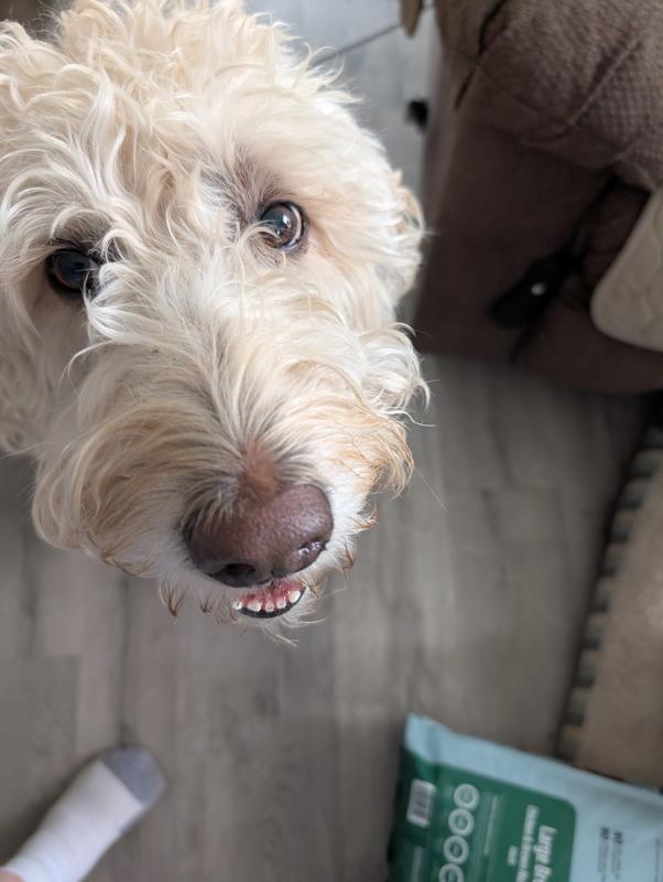My 85 pound Labradoodle