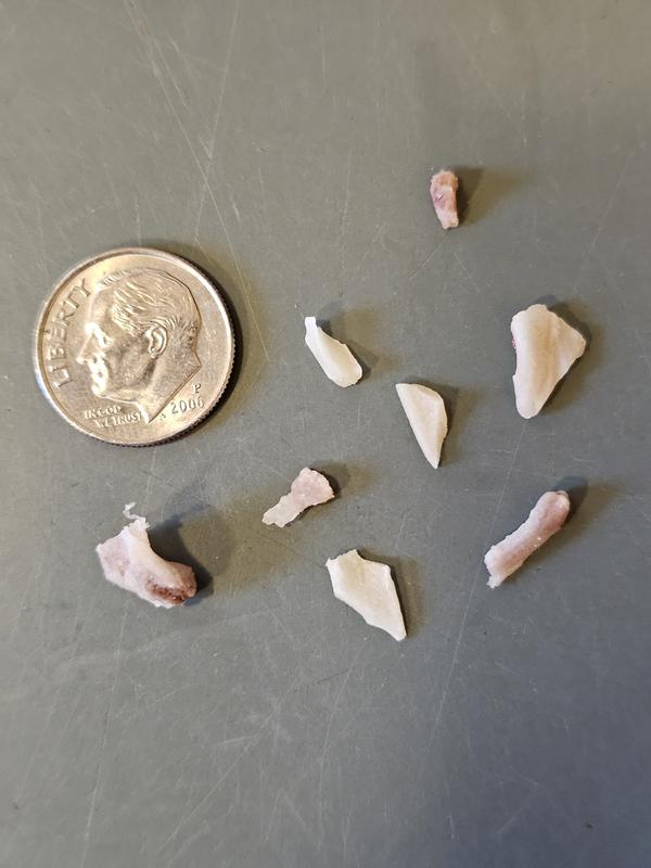 Sharp bone fragments, can't let Abby eat this.