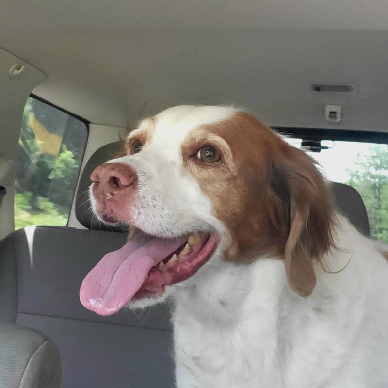 Waiting in the drive-thru for her pup cup.