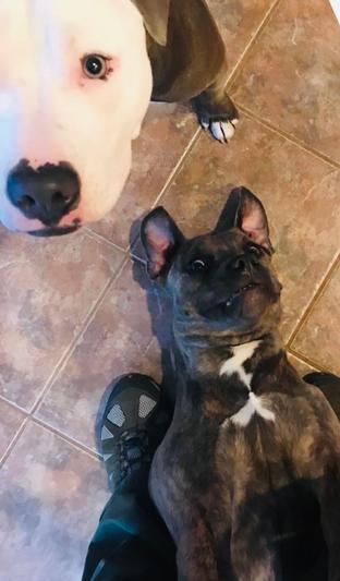 #DramaQueen#LoveAtFirstBite#HeadOverPaws#AnnoyedSister#LOL