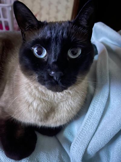 Paris kitty
