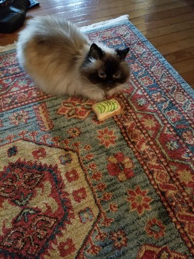 Discontinued - FRISCO Plush Avocado Toast Cat Toy with Catnip - Chewy.com
