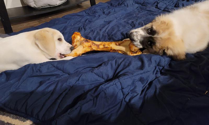 This bone is Lily and Porco Oso approved!