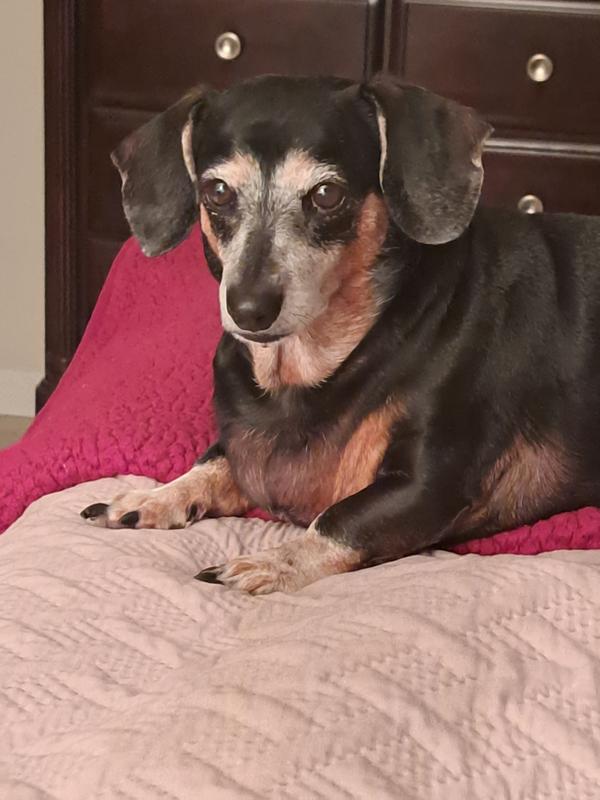 This is Hank, I love Hills science diet.