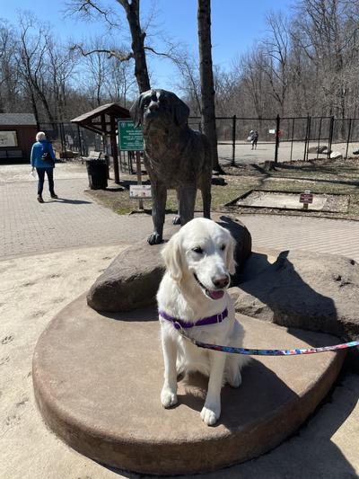 Dixie at the dog park!