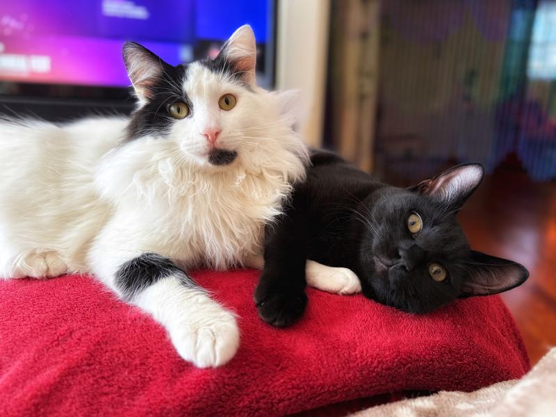 Atticus Finch & King Ink