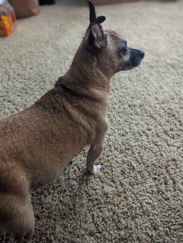 ADEQUAN CANINE (polysulfated glycosaminoglycan) Injectable for Dogs, 100mg/ml, 5mL, 2 count