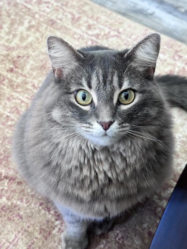 Only portly Elton in the middle passed on Nature’s Logic. Surprising, as eating is his profession and he is in the major league!