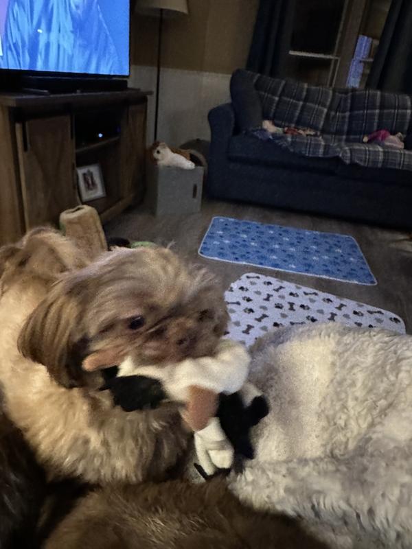 You will never see Luna without one of her Piggy Poo toys. Definitely the best find for any small dog.