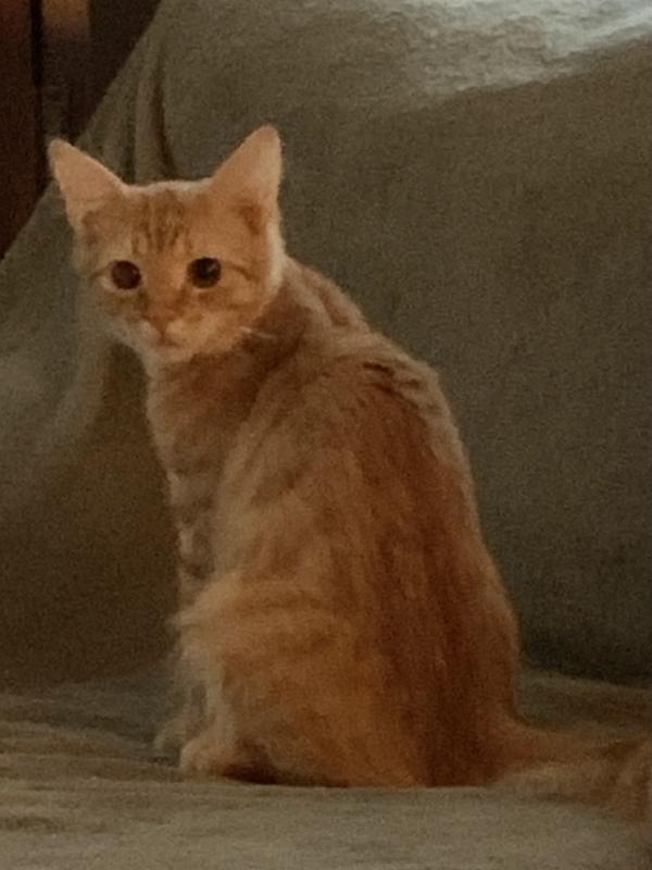 My beautiful boy loves Fussie Cat Lickables