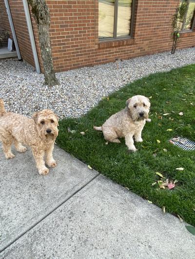 Soft coated wheaten terriers