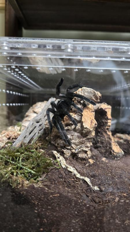 Fat Fred enjoying his new home!