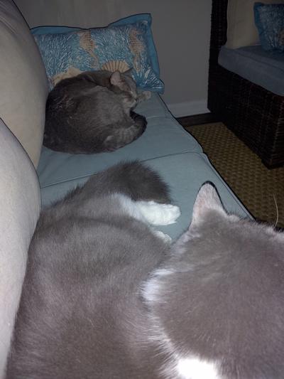 Olivia and Gizmo after dinner nap!