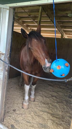 carrot ball horse toy